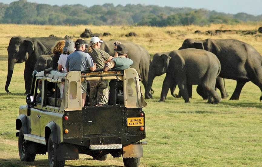 Wildlife Safari Guide: Spotting Leopards, Elephants &amp; More
